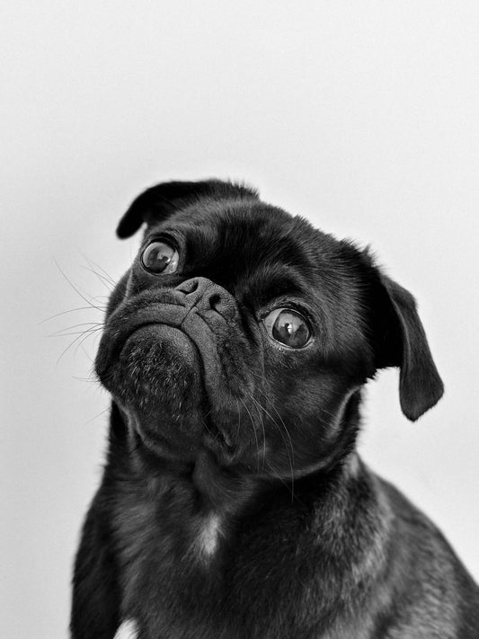 Black and white portrait of a pug with a curious expression, used to illustrate surprising and fascinating pet facts.