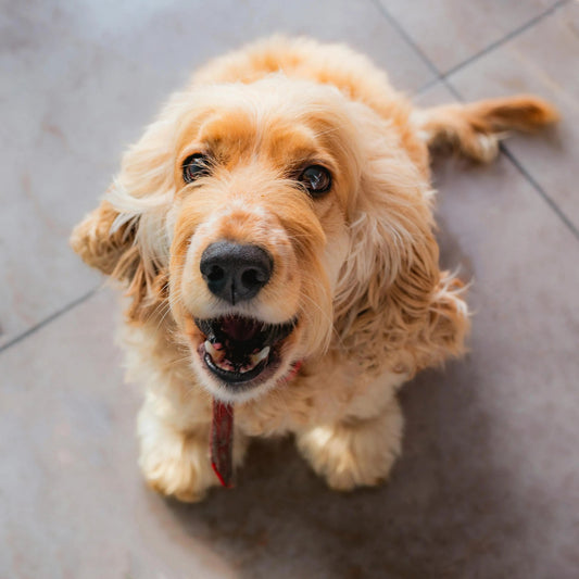 Happy golden cocker spaniel looking up with a joyful expression, used to highlight important but often overlooked details about pets.