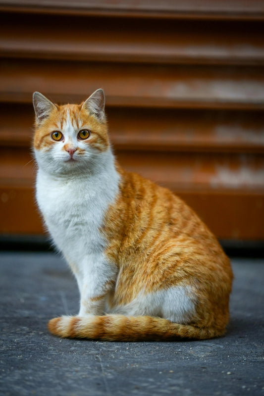 Guide on how to take the perfect pet photo for a custom portrait, helping pet owners capture clear and well-lit images for artwork.