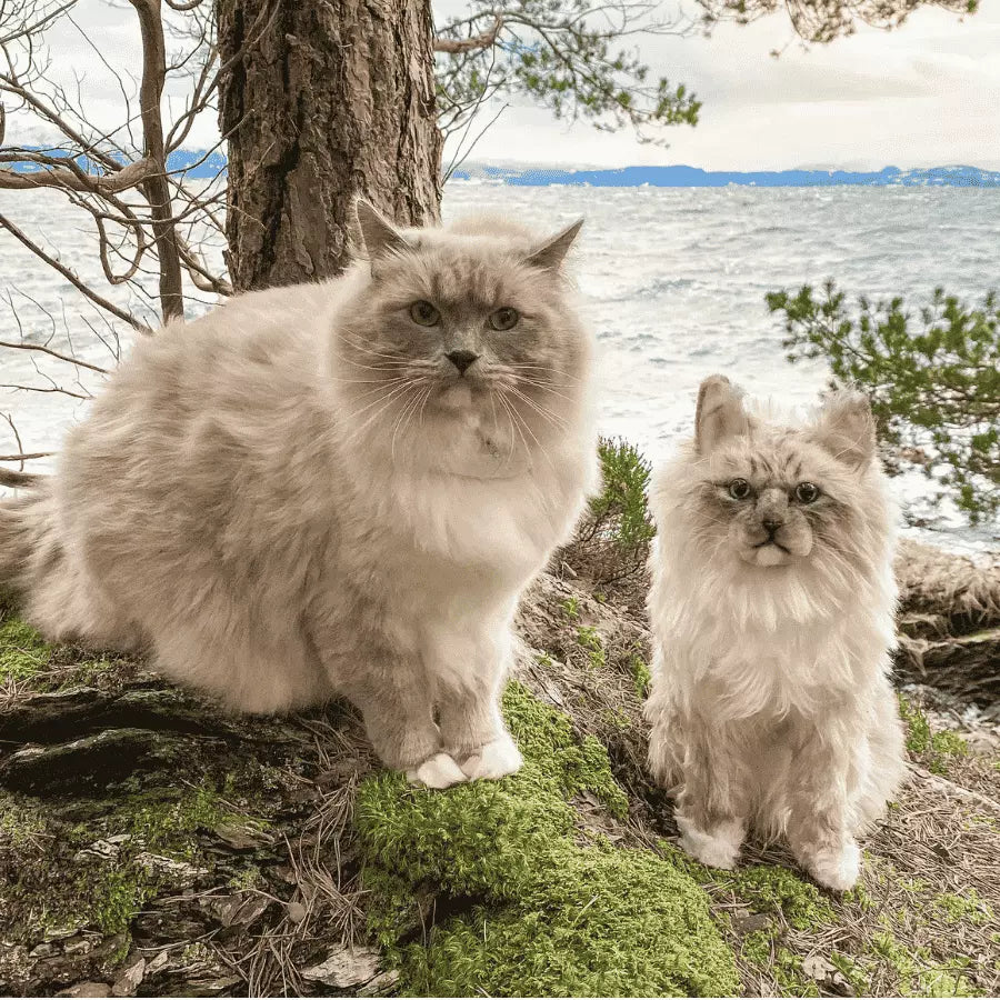 Custom pet clone plush next to the real cat