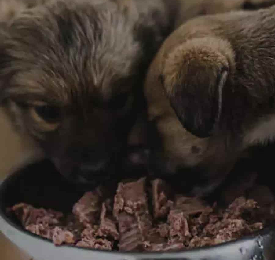 Happy dog and cat eating together at home as pet companions